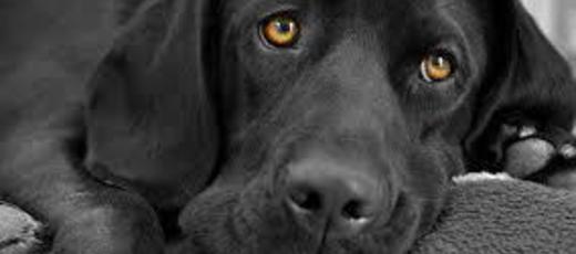 Sad black dog